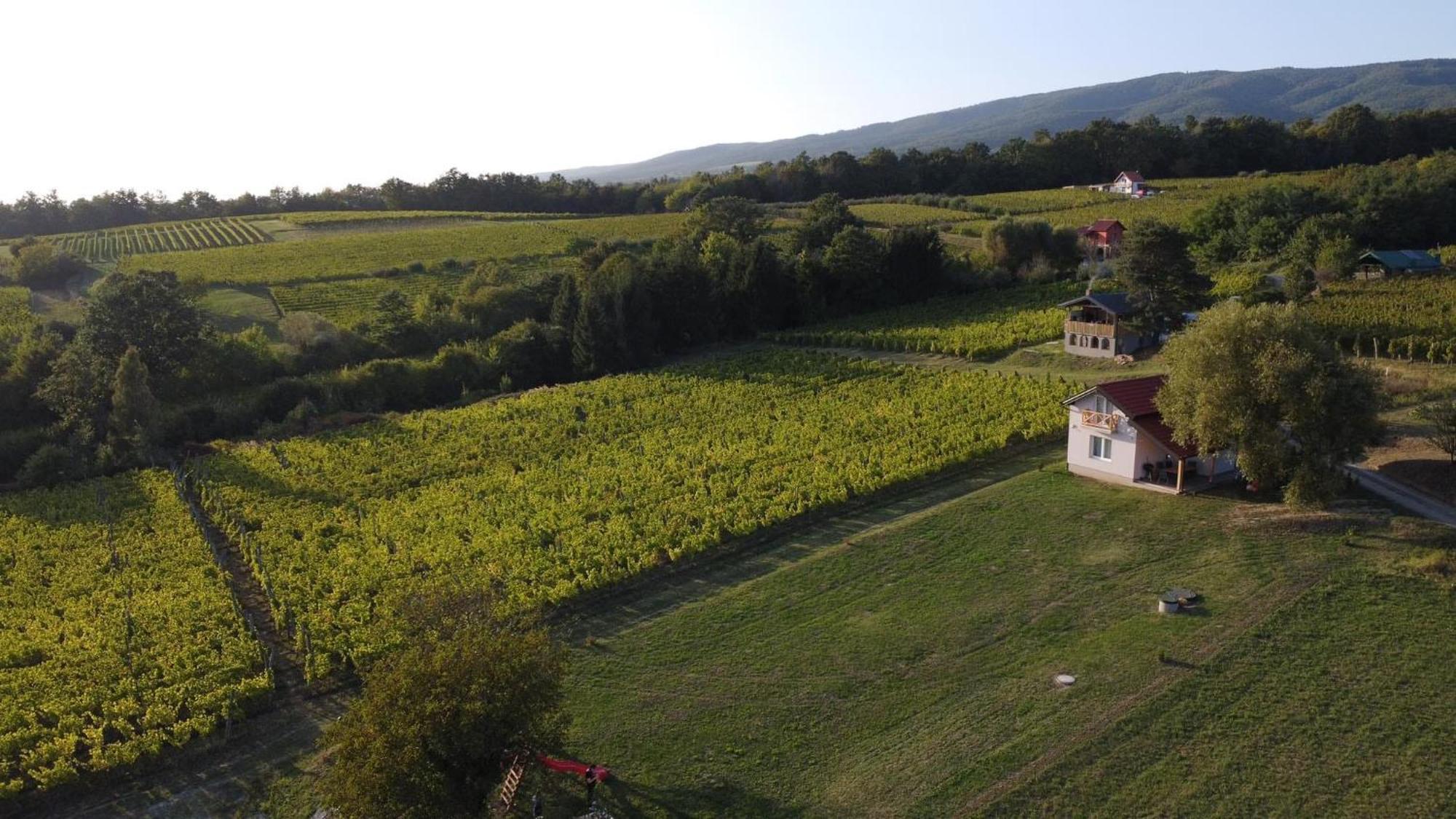 Holiday Home Vinovilla Kutjevo المظهر الخارجي الصورة
